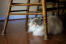 Flauschige napoleonkatze versteckt sich unter einem holzstuhl