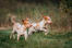 Zwei bracco italiano hunde spielen auf einem feld