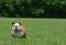 Eine reizende erwachsene englische bulldogge, die sich auf der wiese austobt