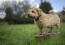 Ein erwachsener norfolk terrier, der sein wunderbares, kurzes und struppiges fell zur schau stellt