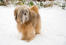 Ein tibetanischer terrier mit einem schönen, langen pony, der im Snow