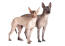 Zwei mexikanische haarlose hunde nebeneinander, die neugierig schauen