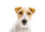 Eine nahaufnahme der schönen, kleinen, drahtigen ohren eines parson russell terriers