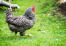 Dominique-huhn