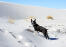 Ein hübscher, kleiner boston terrier, der sich im freien bewegt Snow