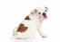 Ein junger englischer bulldoggenwelpe mit schönem, weiß-braunem fell