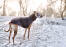 Ein gesunder, erwachsener whippet, der einen spaziergang im freien genießt Snow