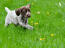  GorGous german short haired pointer puppy in the grass