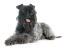 Ein junger kerry blue terrier hechelt nach der nötigen bewegung