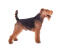 Ein welsh-terrier-rüde, der seinen schönen kurzen körper und seine langen beine zur schau stellt