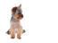 Ein hübscher kleiner yorkshire-terrier-welpe mit wunderschönem fell