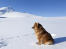 Ein schöner finnischer lapphund mit dickem, weichem fell, der im Snow