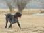 Ein dunkelhäutiger deutsch drahthaariger vorstehhund, der etwas bewegung genießt
