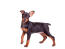 Ein süßer kleiner miniaturpinscher mit frechen kleinen ohren