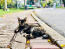 Asiatische schildpattfarbene katze auf dem bürgersteig liegend und an den stein gelehnt
