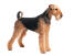 Ein aufrecht stehender airedale-terrier