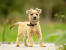 Ein hübscher kleiner cairn-terrier-welpe, hochgewachsen