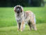 Ein gesunder erwachsener leonberger mit einem schönen, dichten fell