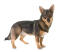 Schwedisch-vallhund-weiß-hintergrund