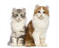 Zwei junge amerikanische lockenkatzen, die sehr niedlich aussehen
