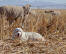 Ein wunderschöner pyrenäenberghund, der im stroh liegt