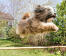 Ein tibetanischer terrier, der im agility-parcours unglaublich hoch springt