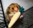 Hamster frisst langeweilebrecher im käfig Hamster frisst langeweilebrecher im käfig