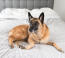 Ein gesunder, erwachsener belgischer malinois, der bequem auf dem bett seines besitzers liegt