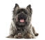 Ein erwachsener cairn terrier mit schönem, langem fell