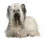 Ein skye terrier mit schönem, weichem, weißem fell