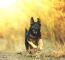 Ein gesunder deutscher schäferhund, der mit vollem tempo durch den schlamm springt
