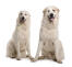 Zwei hübsche, große pyrenäenberghunde, die fein säuberlich beieinander sitzen