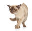 Eine schöne champagnerfarbene burmesische katze mit bernsteinfarbenen augen