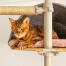Katze sitzt in grauer, gemütlicher höhle von Freestyle indoor-kratzbaum vom boden bis zur decke