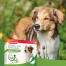 Beaphar zecken- & flohschutz spot-on 3x1ml für kleine hunde (bis 15kg)