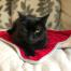 Schwarze katze sitzt auf Luxury cat weihnachtsdecke