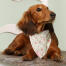 Hund auf einem stuhl mit einem geblümten cath kidston halstuch Hund auf einem stuhl mit einem geblümten cath kidston halstuch