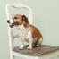 Ein hund mit einem geblümten kopftuch von cath kidston sitzt auf einem stuhl