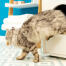 Katze klettert aus Maya katzenklo möbel Katze klettert aus Maya katzenklo möbel
