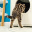 Katze klettert in Maya katzenklo möbel