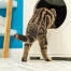 Katze klettert in Maya katzenklo möbel Katze klettert in Maya katzenklo möbel