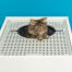 Katze klettert aus Maya top entry katzenklo