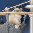 Weiße katze spielt mit fisch spielzeug in der Omlet Freestyle boden bis zur decke kratzbaum hängematte
