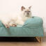 Süße weiße Katze sitzt auf einem blaugrünen Memory Foam Katzensofa mit goldenen Haarnadelfüßen Süße weiße Katze sitzt auf einem blaugrünen Memory Foam Katzensofa mit goldenen Haarnadelfüßen