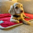Ein hund, der die Omlet hundebettdecke genießt.
