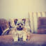Ein hübscher kleiner yorkshire-terrier, der brav auf dem sofa sitzt