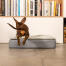 Dackel springt auf Omlet Topology hundebett mit gestepptem bezug