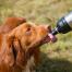 Hund leckt wasser aus langen pfoten haustier wasserflasche silber