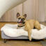 Hund sitzend auf Topology hundebett mit schafsfellauflage und schwarzen haarnadelfüßen