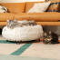 Eine Katze auf dem luxuriösen, weichen Donut-Katzenbett in Schnellballweiß mit schwarzen Haarnadel-Designerfüßen aus Metall